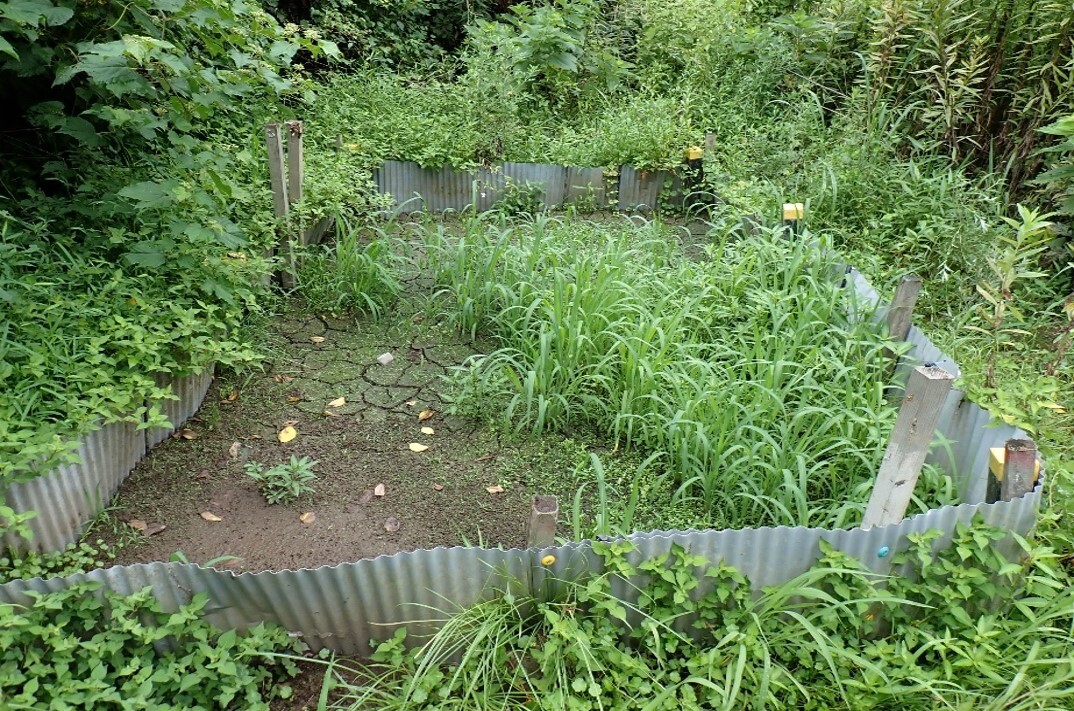 移植状況2.jpg
