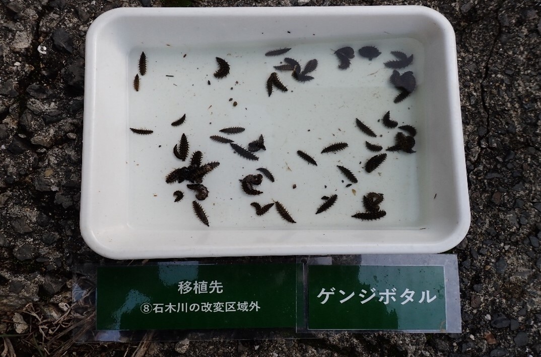 ホタル幼虫写真.jpg