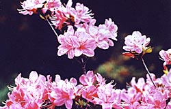 県の花の画像