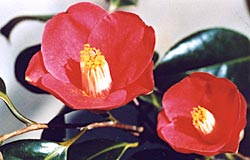 県の花木の画像