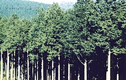 県の材木の画像