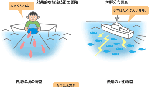 効果的な放流技術の開発、魚群分布調査