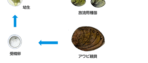 漁業者の要望に沿った開発を行います