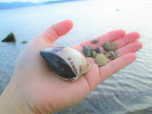 ガラスの砂浜にすむ生き物たち
