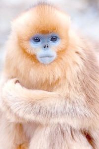 キンシコウの写真