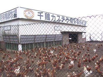 養鶏場風景