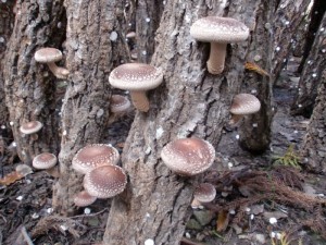 原木栽培のしいたけ