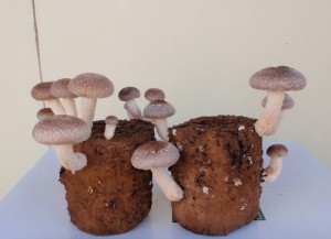 菌床栽培のしいたけ