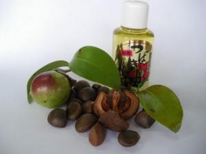 ツバキの実・種・油