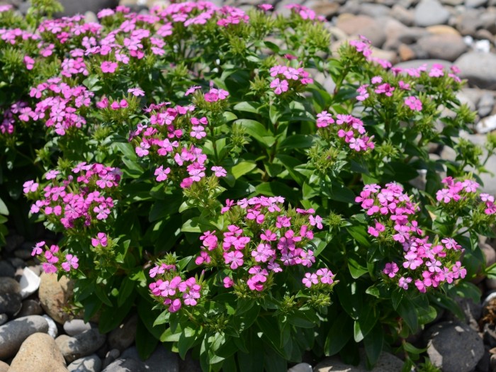 8.ﾊﾏﾅﾃﾞｼｺ