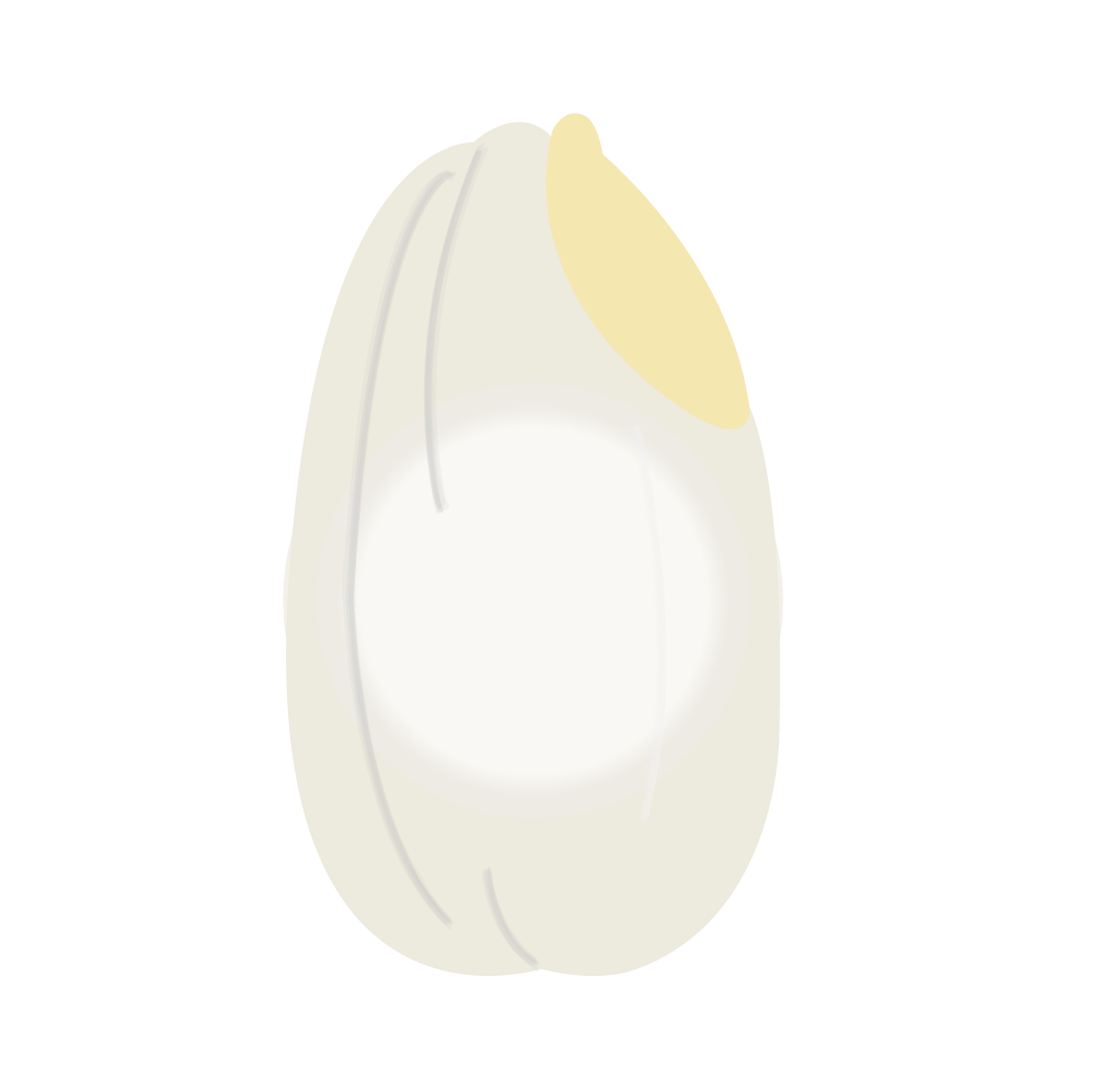 白未熟粒のイメージ図