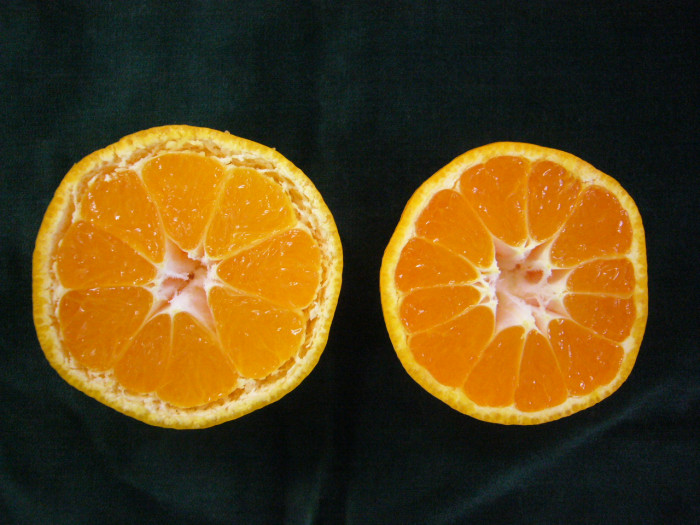 おんしゅうミカンの皮がういている写真