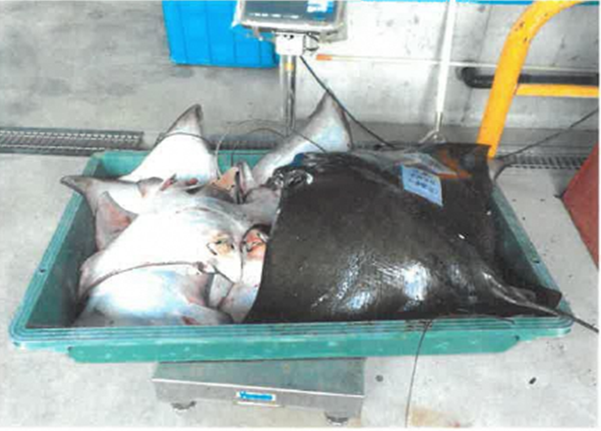 ナルビエイの写真