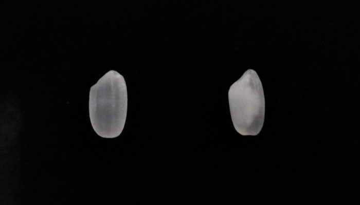 米の白未熟粒の写真