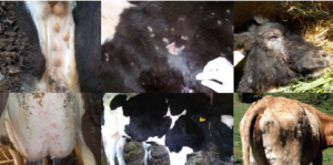 ランピースキン病