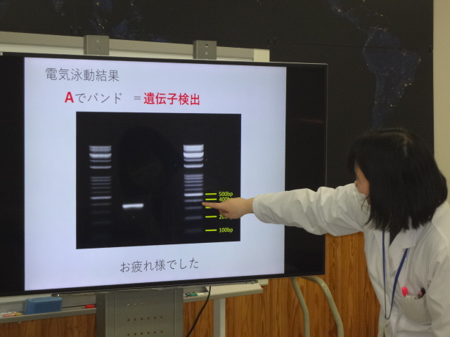 遺伝子電気泳動体験