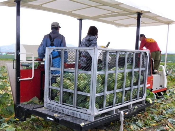 キャベツ収穫機1