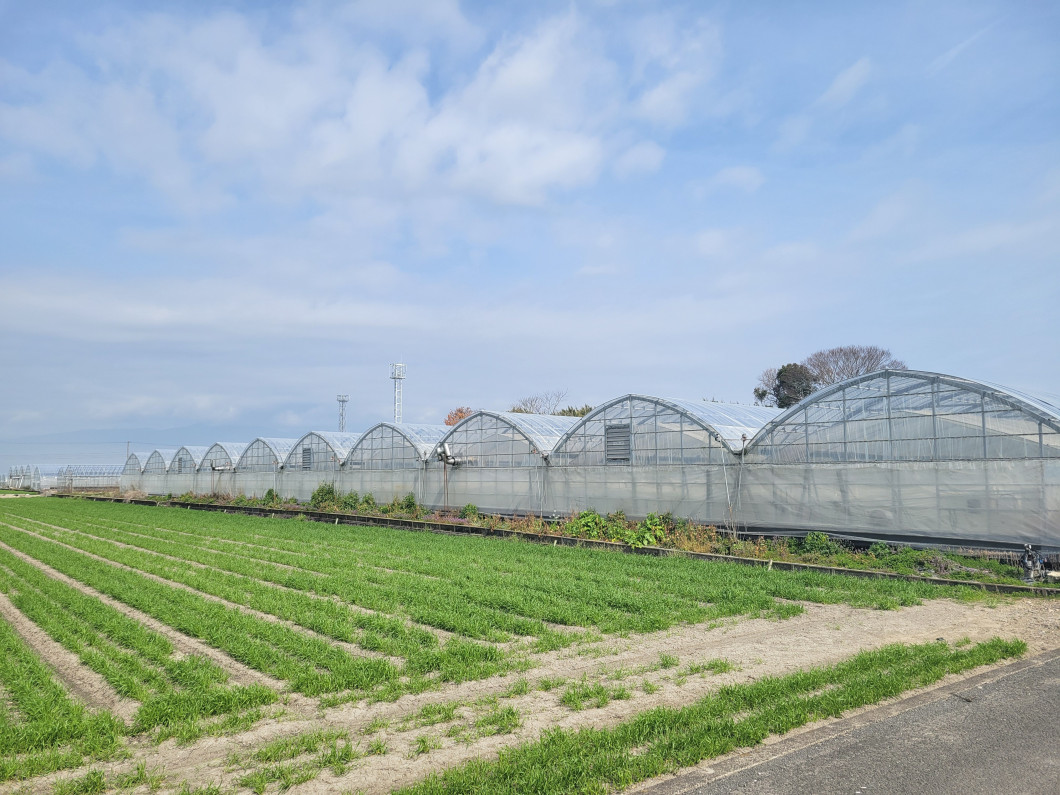 森山町田尻のビニルハウスです。