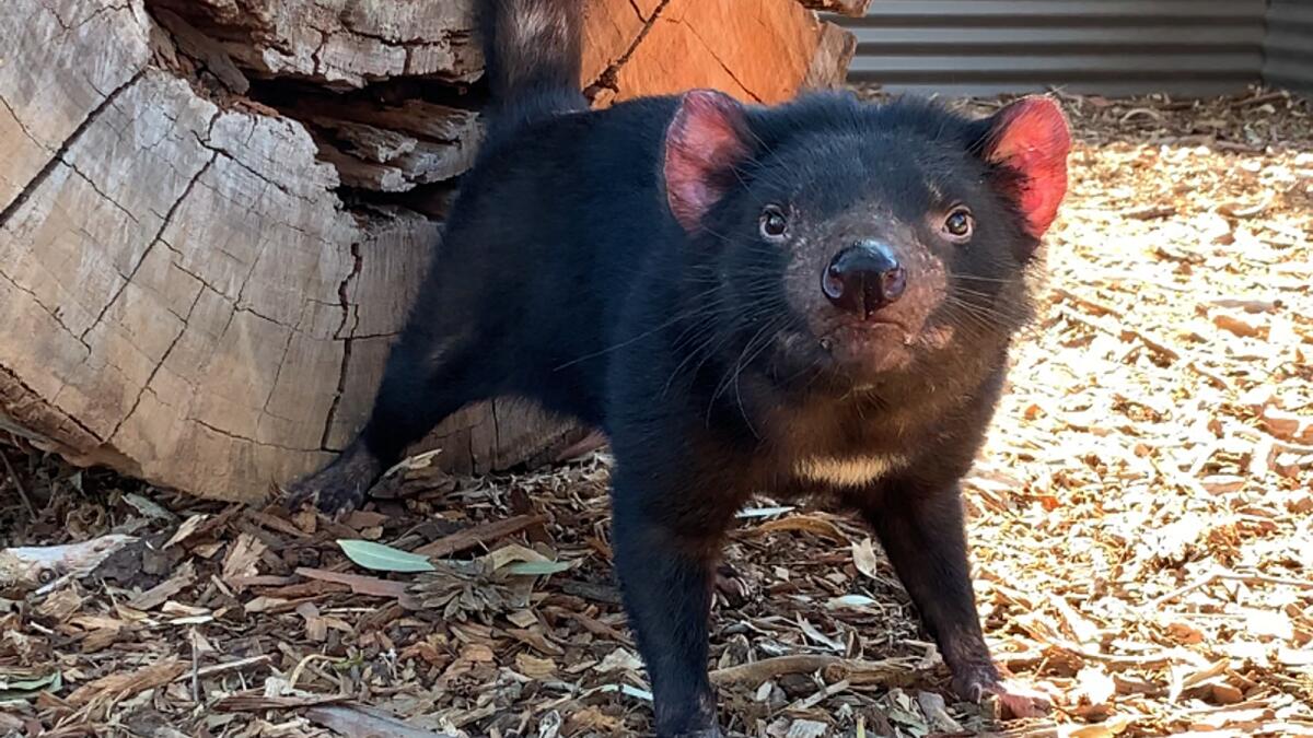 tasmanian devil