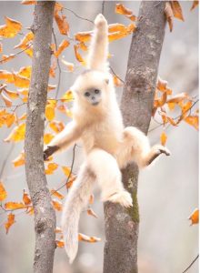 キンシコウの写真