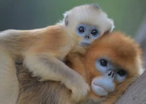 キンシコウの写真