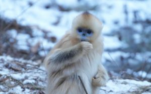 キンシコウの写真