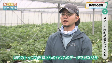 長崎県の農業(2025年2月26日放送)
